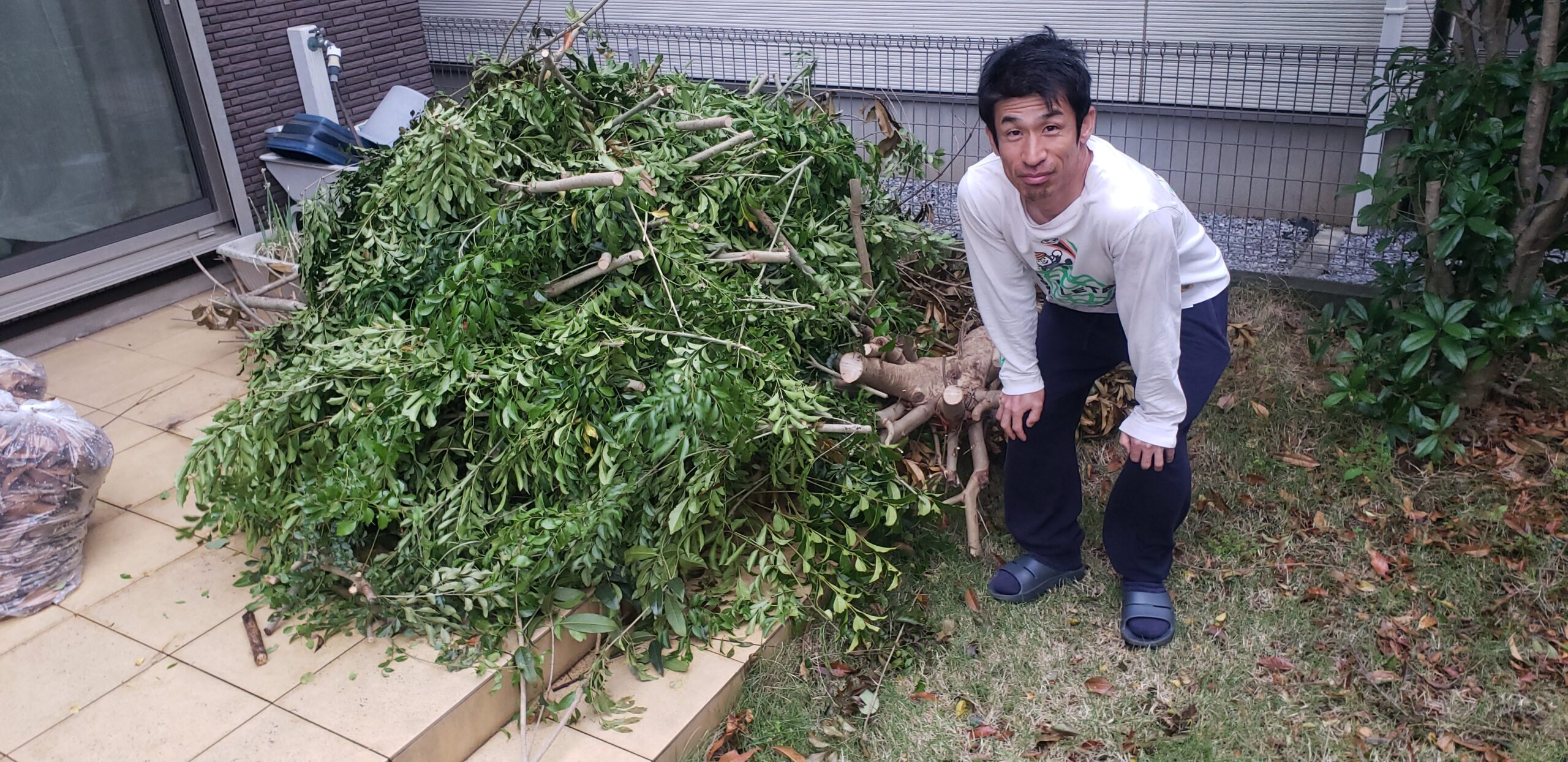 松戸市で庭木・植木・剪定枝・伐採木・生木・枯れ木の即日回収処分のご 