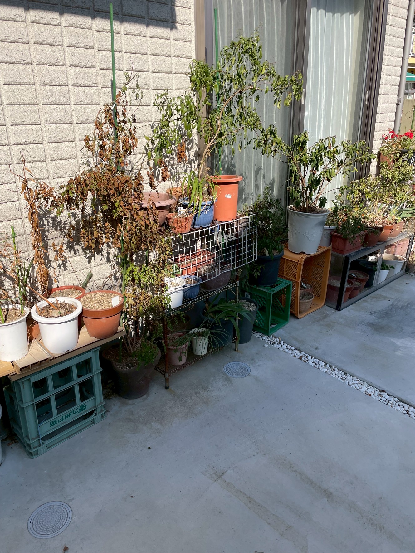 松戸市で植木大量処分?、当日回収のご依頼を承りました！！ - 松戸市 